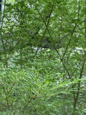 IMG_8243.jpeg