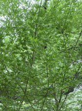 IMG_8248.jpeg