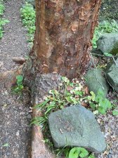 IMG_8177.jpeg