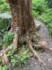 IMG_8182.jpeg