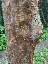 IMG_8184.jpeg
