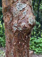 IMG_8197.jpeg