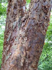 IMG_8199.jpeg