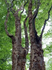 IMG_8203.jpeg
