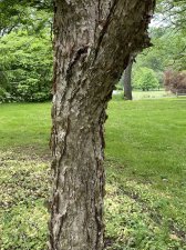 IMG_8083.jpeg