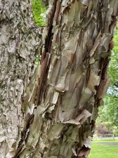 IMG_8086.jpeg