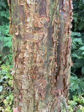IMG_8066.jpeg
