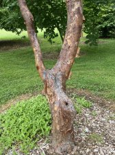 IMG_8076.jpeg