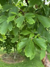 IMG_8078.jpeg