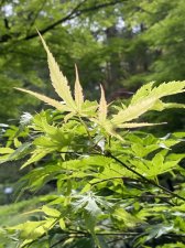 IMG_7818.jpeg
