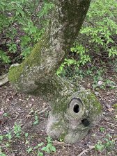 IMG_8043.jpeg