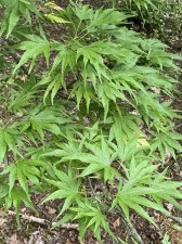 IMG_8216.jpeg