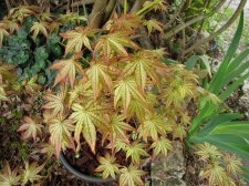acerp-como_240414a.jpg