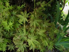 acerp-como_240515a.jpg