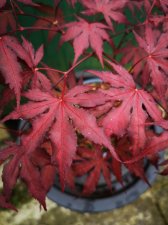 IMG_20240518_074444.jpg