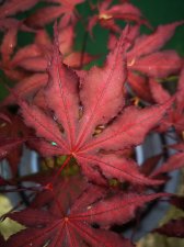 IMG_20240518_074524.jpg