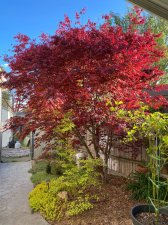 Hefner's-Red.jpg