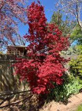 Twombley's-Red-Sentinel.jpg