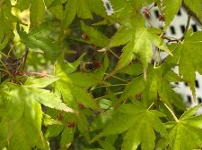 Tsukasa-Silhouette-leaves.jpg