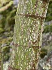 IMG_8519.jpeg