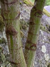 IMG_8509.jpeg