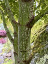 IMG_8535.jpeg