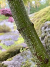 IMG_8526.jpeg
