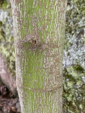 IMG_8602.jpeg