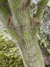 IMG_8599.jpeg