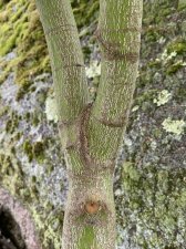 IMG_8592.jpeg