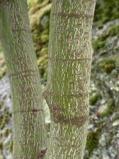 IMG_8567.jpeg