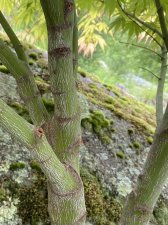 IMG_8555.jpeg