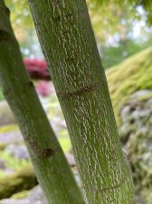 IMG_8565.jpeg