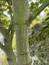 IMG_8583.jpeg