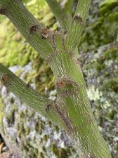 IMG_8607.jpeg