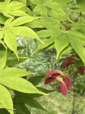 IMG_3665.jpeg