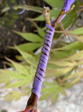 IMG_8641.jpeg