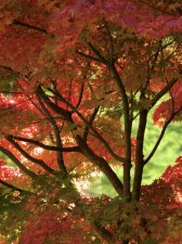IMG_3666.jpeg