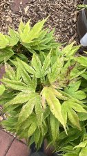 IMG_7090.jpeg