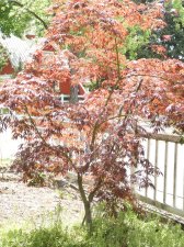 Crimson-Carol-whole-tree.jpg