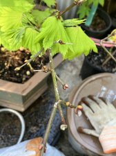 IMG_9252.jpeg
