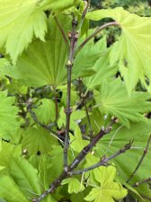 IMG_9251.jpeg