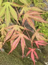 IMG_8978.jpeg