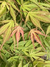 IMG_8984.jpeg