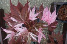 DSC07434.JPG