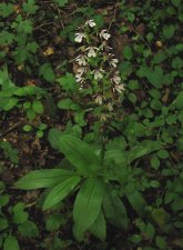 Neotinea-ustulata-Bucy_240530a.jpg