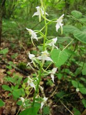 Platanthera-bifolia-Bucy_240530b.jpg