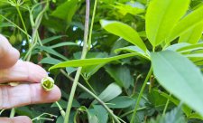 Stauntonia angustifolia_UBCBG_Cutler_20240530_163951.jpg