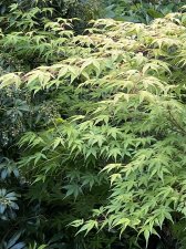 IMG_9175.jpeg