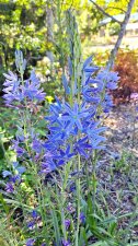 Camassia leichtlinii subsp. suksdorfii_UBCBG_Cutler_20240530_160058.jpg